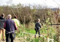 Free weekly walks to be held throughout the Tamar Valley
