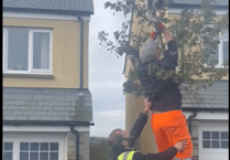 Bodmin builders praised after rescuing cat stuck in tree