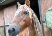 Pony rehabilitation centre appeals for help
