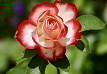 Saltash Town Council offer a designated area for memorial rose bushes