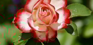 Saltash Town Council offer a designated area for memorial rose bushes