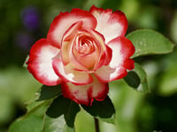 Saltash Town Council offer a designated area for memorial rose bushes