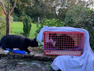Purr-fect rescue after cat found down mineshaft in Harrowbarrow