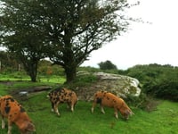 Big lottery grant means wildlife project can move forward 