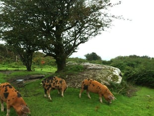 Big lottery grant means wildlife project can move forward 