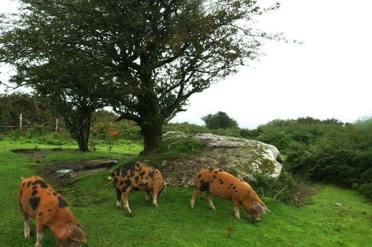 The pigs on Helman Tor