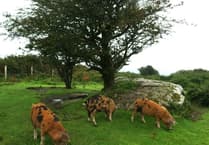 Lottery grant of £3.3-million means wildlife project in Cornwall can move forward