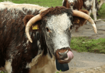 Donations help re wilding project at Helman Tor near Bodmin