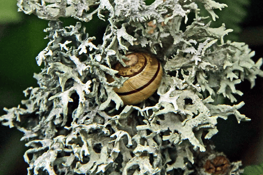 Snail in some lichen