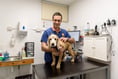 Dog enjoys new lease of life after Luxstowe vet removes tumour