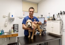 Dog enjoys new lease of life after Luxstowe vet removes tumour