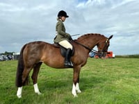 Girl from Looe qualifies to ride in London International Horse Show 