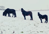 Gallery: See the Cornwall winter snaps taken by our photography club 