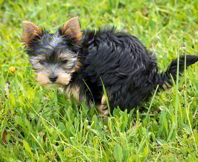 Woman faces £1,514 bill after dog fouling prosecution