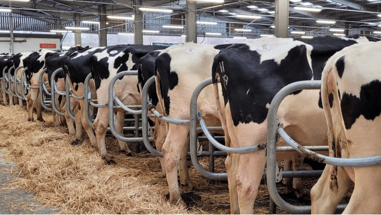 Hallworthy Livestock Market