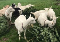 Used Christmas trees wanted to feed goats