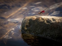 Help needed to monitor river pollution in Cornwall