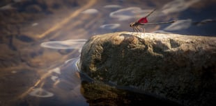 Help needed to monitor river pollution in Cornwall