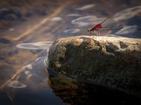 Help needed to monitor river pollution in Cornwall