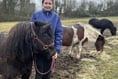 Dartmoor pony charity looks for help to provide shelter and care