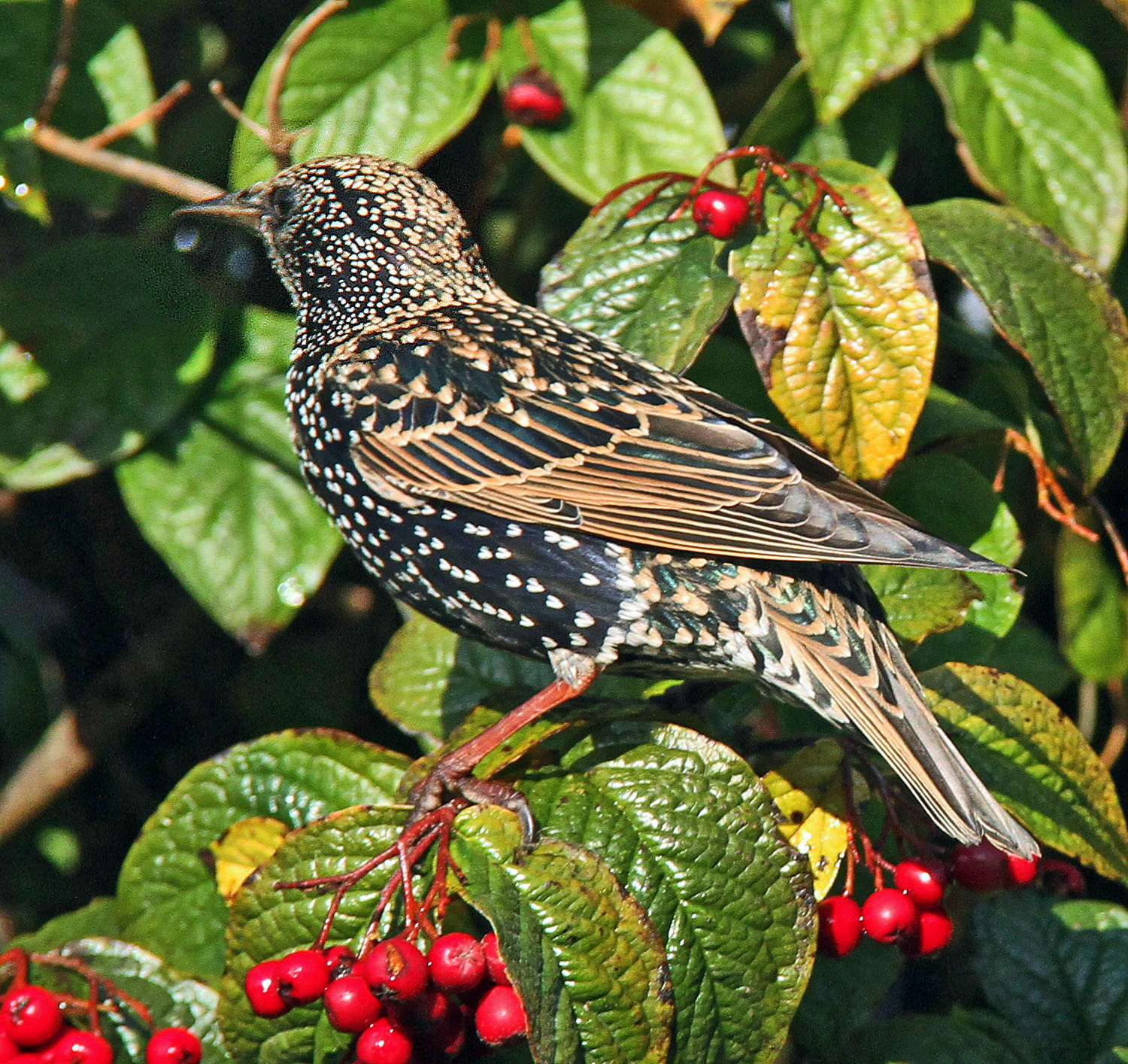 Naturewatch with photographer Ray Roberts