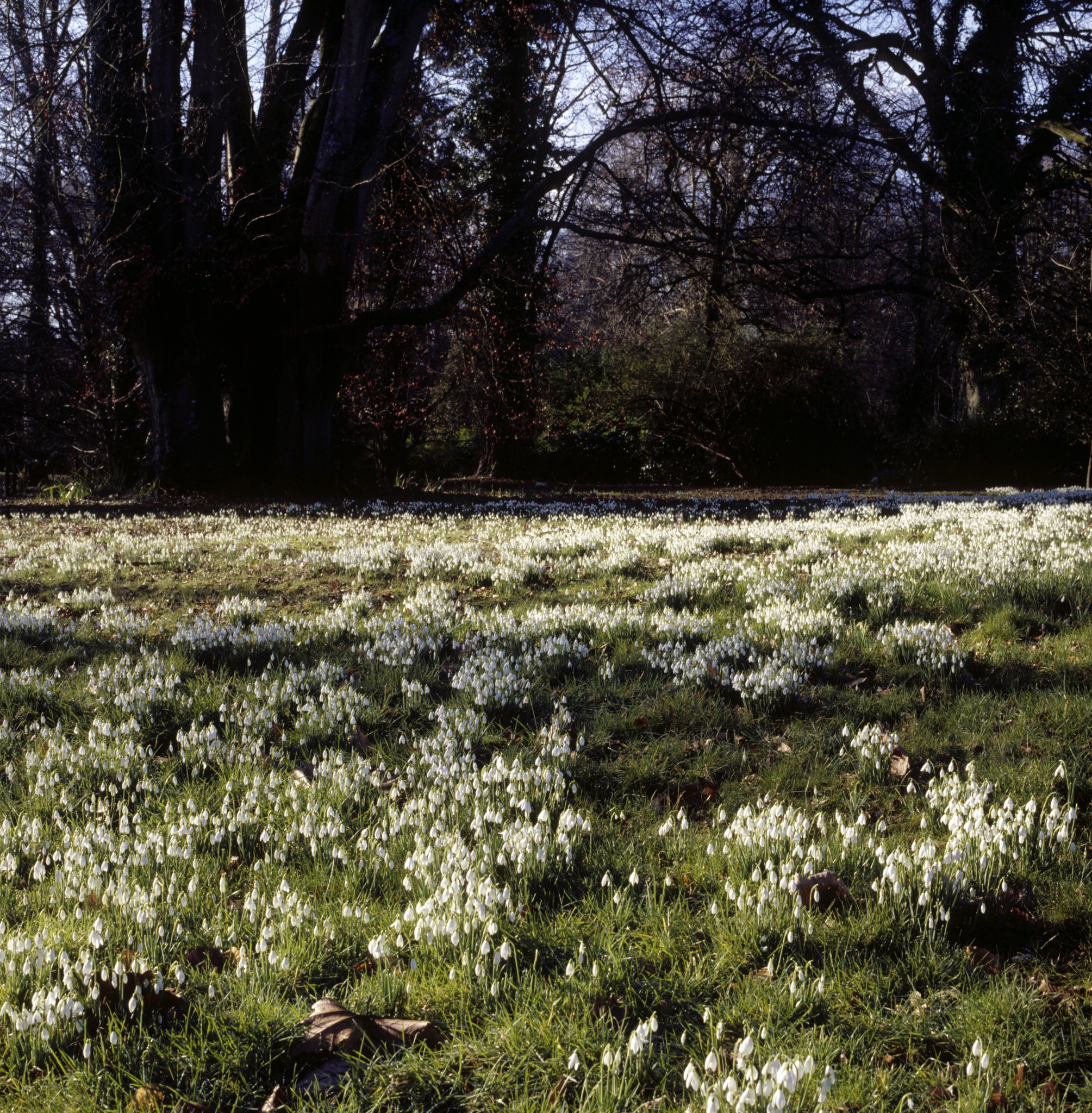 Signs of spring in National Trust gardens