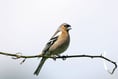 Big Garden Birdwatch returns