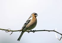 Big Garden Birdwatch returns