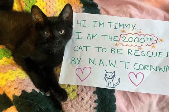 Timmy the three-month-old kitten has found his forever home