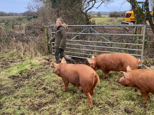 Three little pigs released  on Cornish nature reserve