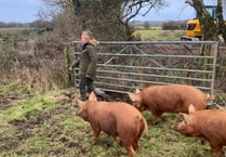 Three little pigs released  on Cornish nature reserve