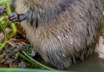 Bid to step up reintroduction of water voles in Cornwall