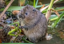 Bid to step up reintroduction of water voles in Cornwall
