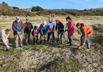 Friends of Par Beach tackle invasive dune plants 