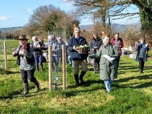 New growth for wassail in Golberdon