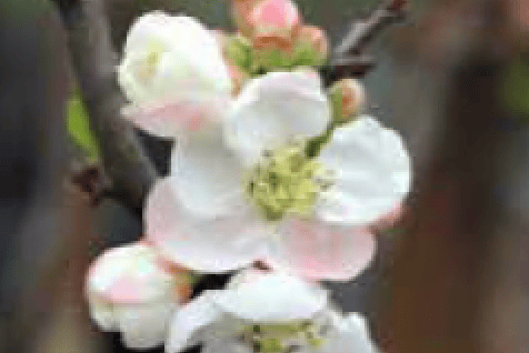 HREATENED Plant of the Year