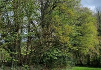 Application to remove a hedgerow on land is refused by council 