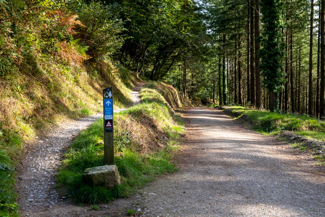 Cardinham Woods announces Storm Bert closure 
