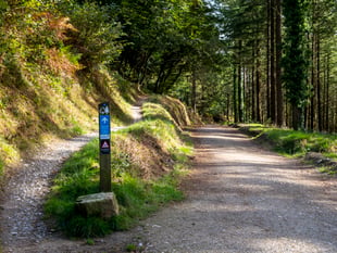 Public thanked as Cardinham Woods continues forest works