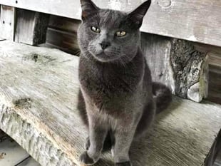 Therapy cat on road to recovery 