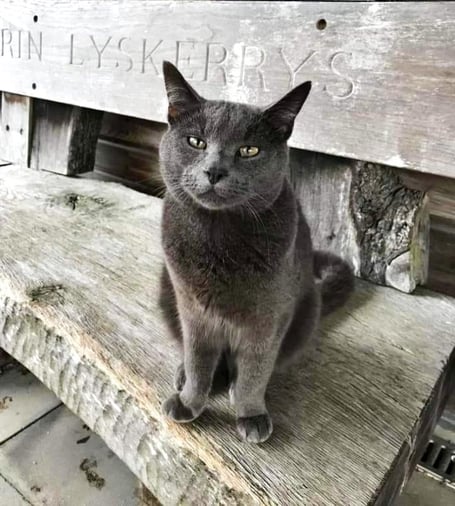 Storm the cat has become a local celebrity within the town 