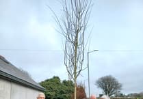 Trees planted in five Cornish towns ready for spring