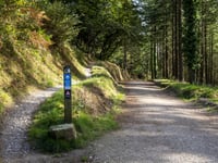 Wood visitors thanked for their patience