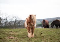 Sherbert the Shetland is looking for a new home