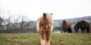 Sherbert is looking for a new home