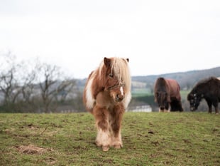 Sherbert is looking for a new home