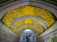 Daffodils dazzle during springtime festival