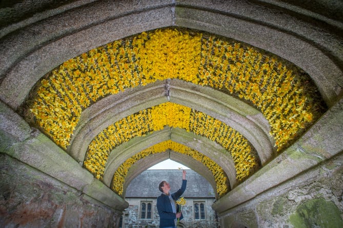 As part of Daffodil Weekend at Cotehele House & Gardens a large display of daffodils was hung inside the archway