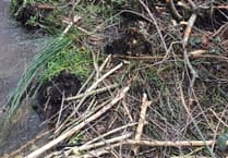 Wild beavers discovered at Helman Tor nature reserve