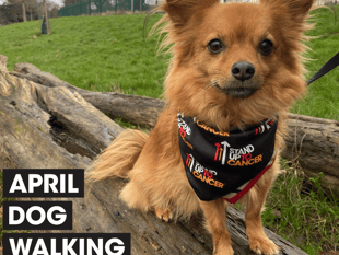 Dog walkers get moving for charity 